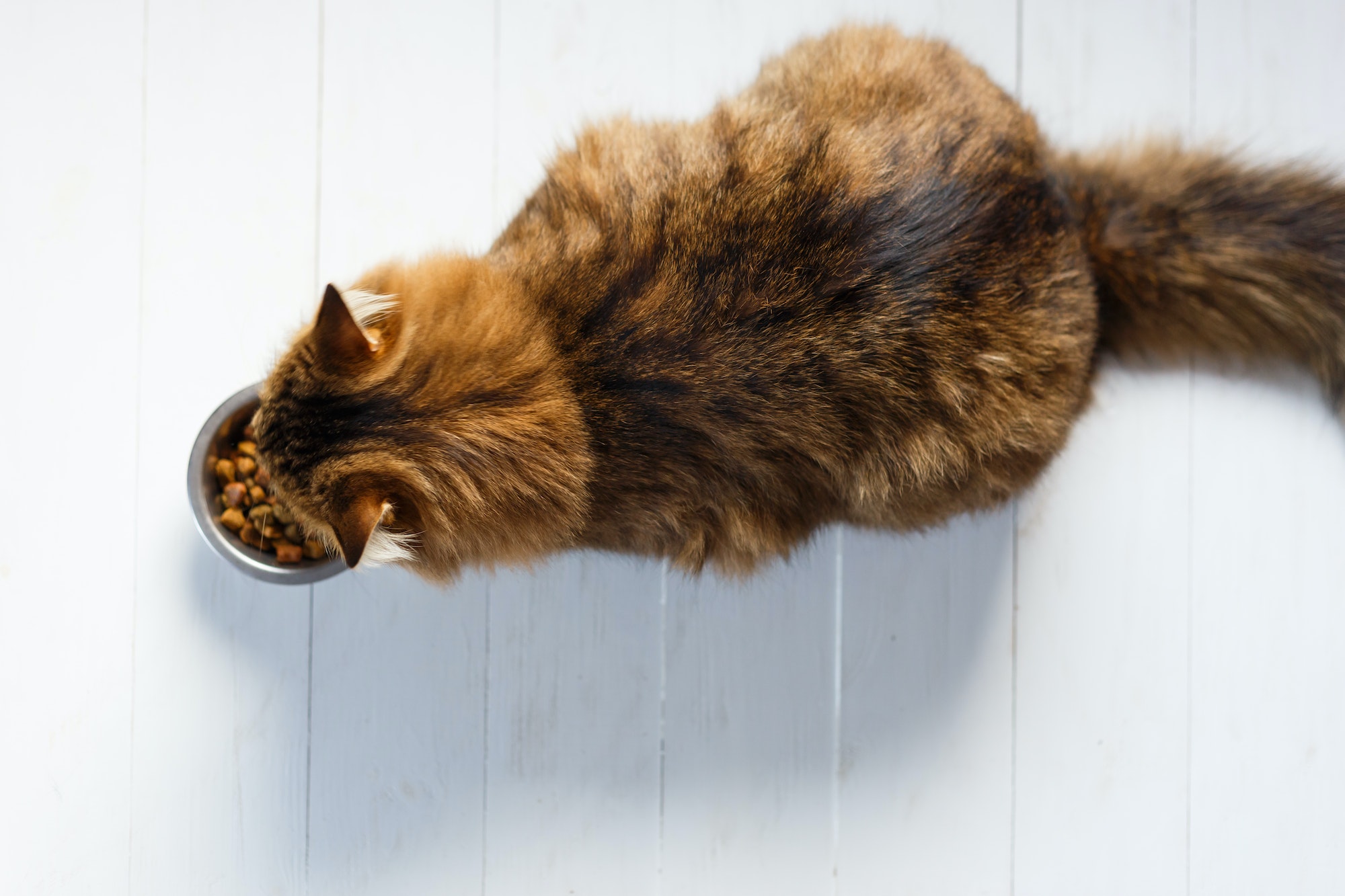 Cat eating from a bowl on white wooden planks