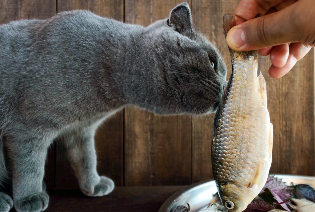 Hand holding a live fish (carp) and a cat that wants to eat it.